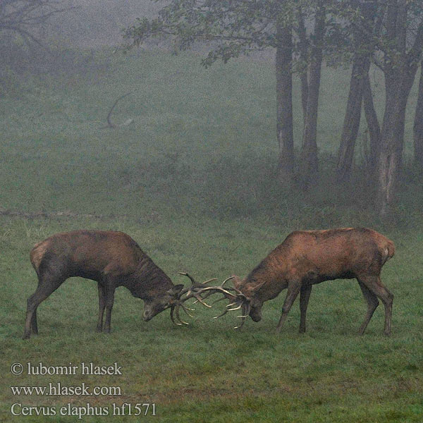 Jelen lesní evropský Cervus elaphus Jeleň hôrny obyčajný Cervo Edelhert Kronhjort Hjort Saksanhirvi Red Deer 马鹿 Cerf élaphe Rothirsch Ciervo Gímszarvas szarvas Veado Punahirv hirv Briedis staltbriedis Elnias Kızıl geyik Благороден Благородният елен Jelen obični アカシカ Jeleń szlachetny Cerbul Благоpодный олень Navadni jelen