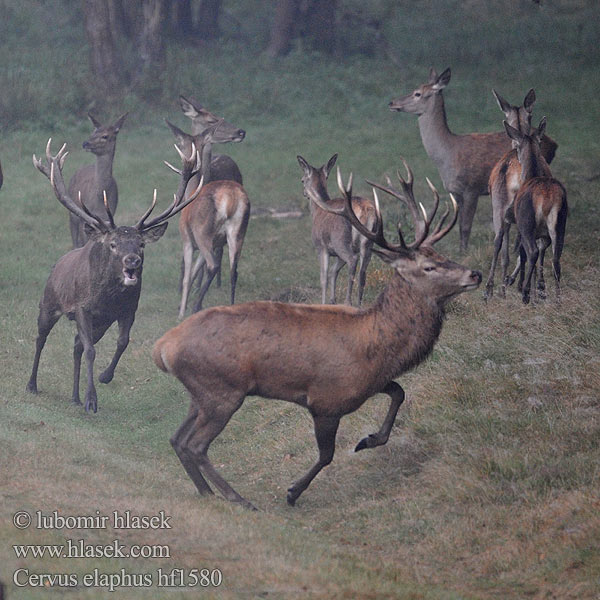 Cervus elaphus Jelen lesní evropský Jeleň hôrny obyčajný Cervo Edelhert Kronhjort Hjort Saksanhirvi Red Deer 马鹿 Cerf élaphe Rothirsch Ciervo Gímszarvas szarvas Veado Punahirv hirv Briedis staltbriedis Elnias Kızıl geyik Благороден Благородният елен Jelen obični アカシカ Jeleń szlachetny Cerbul Благоpодный олень Navadni jelen