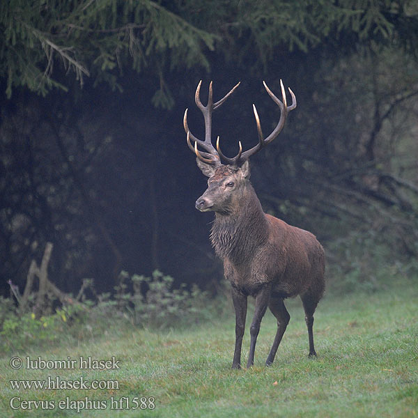 Cervus elaphus Jeleň hôrny obyčajný Cervo Edelhert Kronhjort Hjort Saksanhirvi Red Deer 马鹿 Cerf élaphe Rothirsch Ciervo Jelen lesní evropský Gímszarvas szarvas Veado Punahirv hirv Briedis staltbriedis Elnias Kızıl geyik Благороден Благородният елен Jelen obični アカシカ Jeleń szlachetny Cerbul Благоpодный олень Navadni jelen