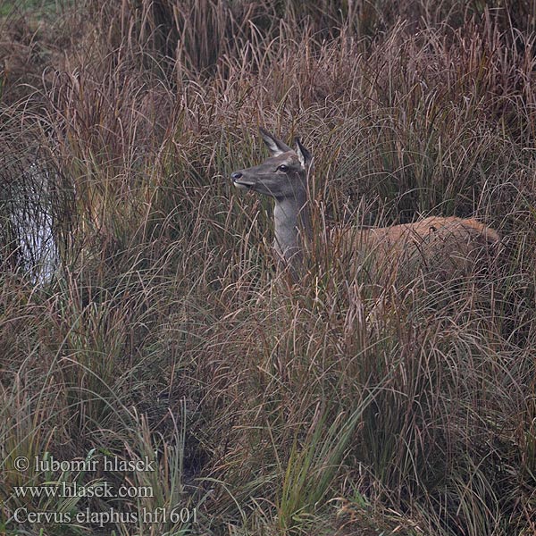 Jeleň hôrny obyčajný Cervus elaphus Cervo Edelhert Kronhjort Hjort Saksanhirvi Red Deer 马鹿 Cerf élaphe Rothirsch Ciervo Jelen lesní evropský Gímszarvas szarvas Veado Punahirv hirv Briedis staltbriedis Elnias Kızıl geyik Благороден Благородният елен Jelen obični アカシカ Jeleń szlachetny Cerbul Благоpодный олень Navadni jelen