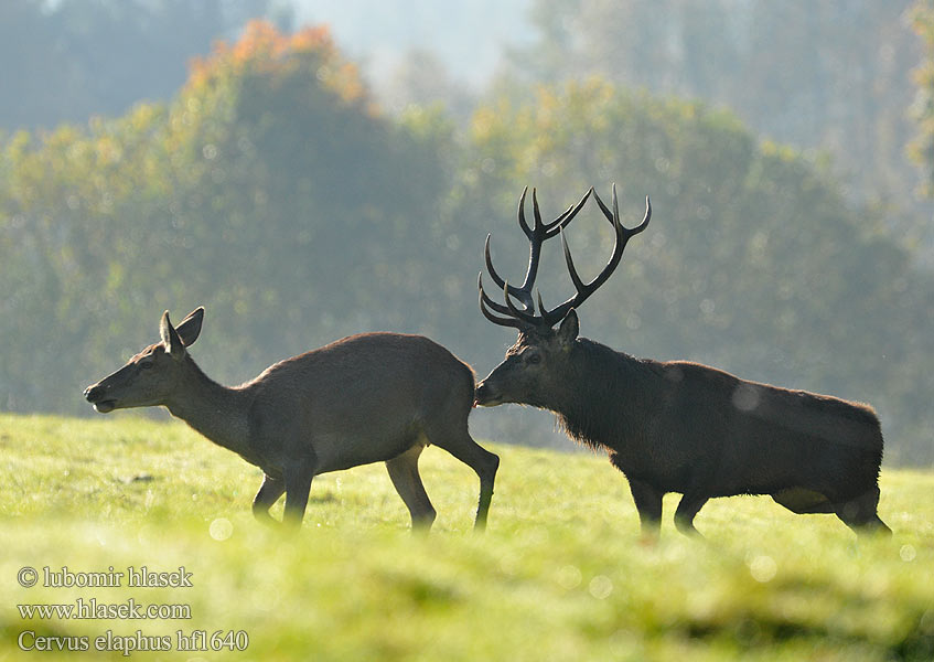 Cervus elaphus Cervo Edelhert Kronhjort Hjort Saksanhirvi Red Deer 马鹿 Cerf élaphe Rothirsch Ciervo Jeleň hôrny obyčajný Jelen lesní evropský Gímszarvas szarvas Veado Punahirv hirv Briedis staltbriedis Elnias Kızıl geyik Благороден Благородният елен Jelen obični アカシカ Jeleń szlachetny Cerbul Благоpодный олень Navadni jelen