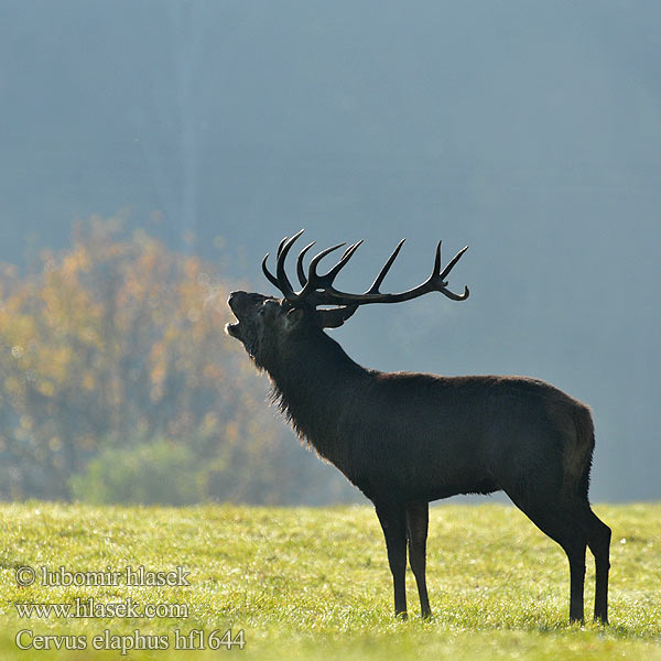 Cervo Cervus elaphus Edelhert Kronhjort Hjort Saksanhirvi Red Deer 马鹿 Cerf élaphe Rothirsch Ciervo Jeleň hôrny obyčajný Jelen lesní evropský Gímszarvas szarvas Veado Punahirv hirv Briedis staltbriedis Elnias Kızıl geyik Благороден Благородният елен Jelen obični アカシカ Jeleń szlachetny Cerbul Благоpодный олень Navadni jelen