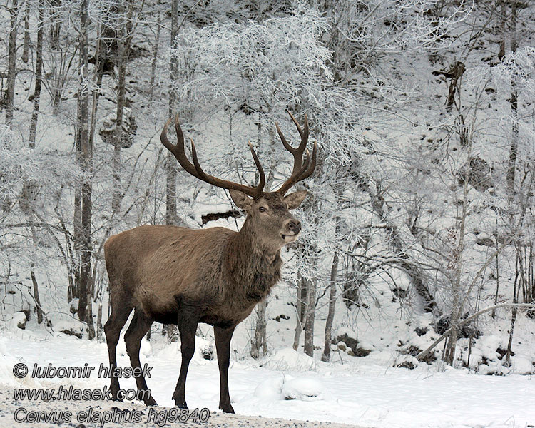 Red Deer Cervus elaphus