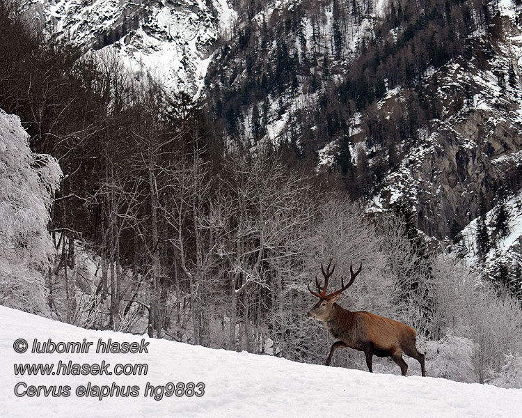 Cerf élaphe Cervus elaphus