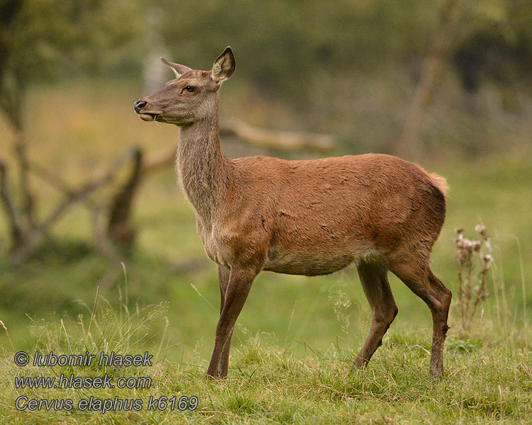 Ciervo Cervus elaphus