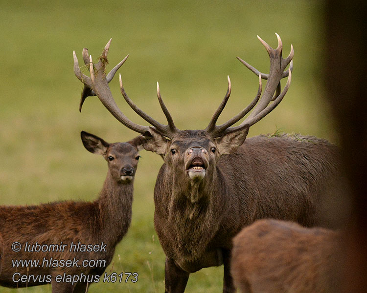 Jelen lesní evropský Cervus elaphus