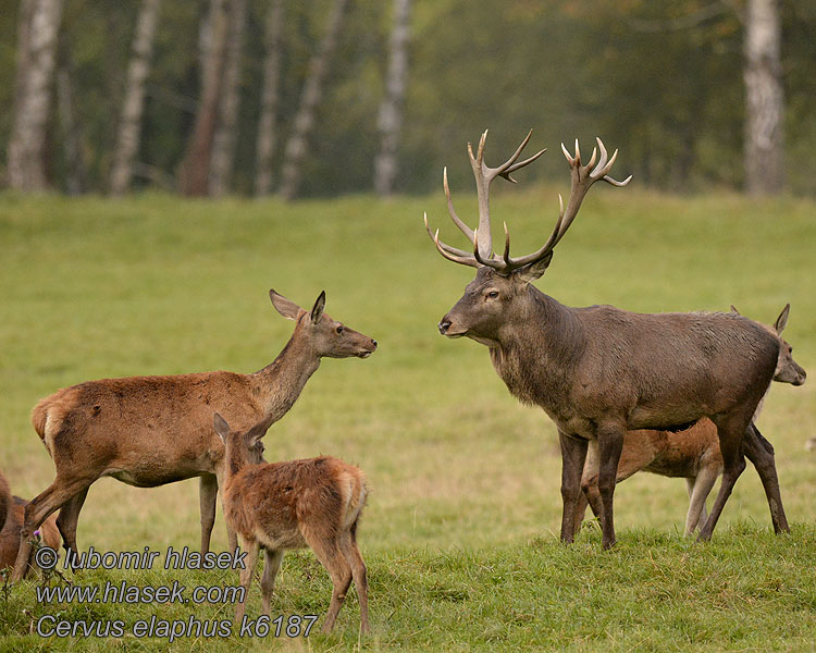 Jeleň hôrny obyčajný Cervus elaphus