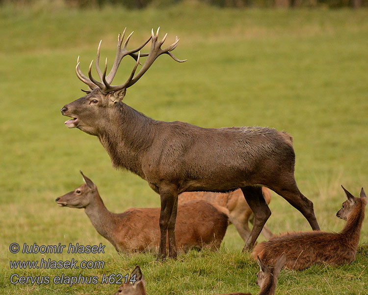 Cervo Cervus elaphus