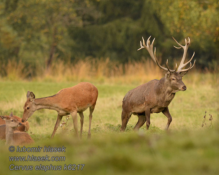 Edelhert Cervus elaphus