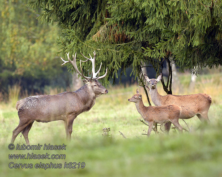 Kronhjort Cervus elaphus