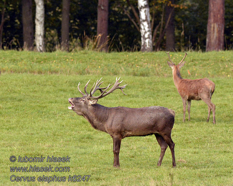 Cervus elaphus k6247