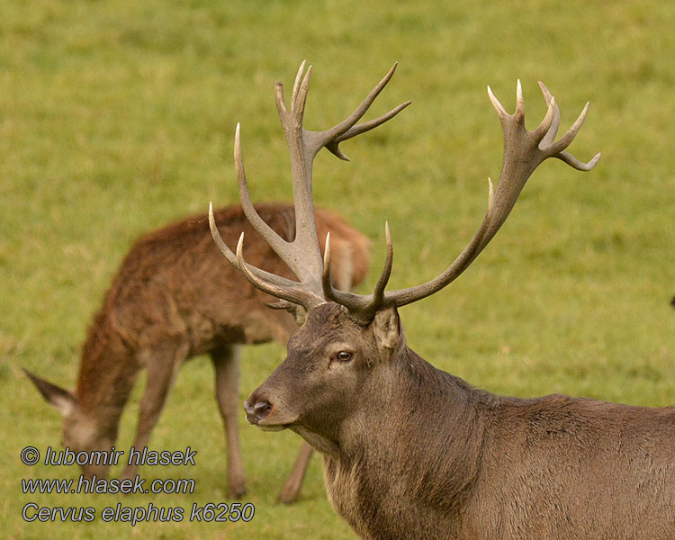 Saksanhirvi Cervus elaphus