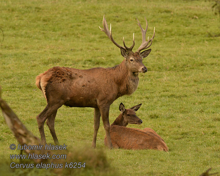 Cervus elaphus k6254