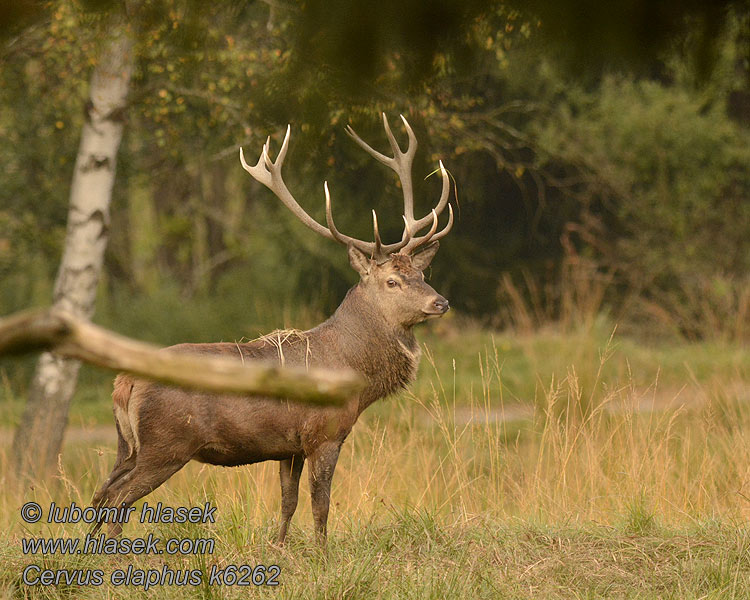 Veado Cervus elaphus