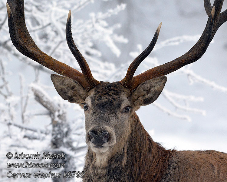 Briedis staltbriedis Cervus elaphus