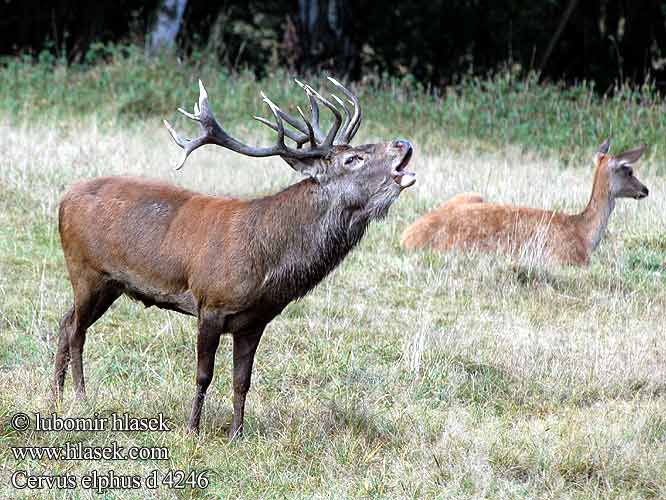 Cervus elaphus Red Deer Cerf élaphe Rothirsch Ciervo Jelen lesní evropský Jeleň hôrny obyčajný Cervo Edelhert Kronhjort Hjort Saksanhirvi Gímszarvas szarvas Veado Punahirv hirv Briedis staltbriedis elnias Kızıl geyik Благороден Благородният елен Jelen obični アカシカ Jeleń szlachetny Cerbul Благоpодный олень Navadni jelen 马鹿