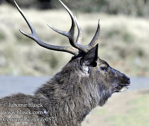 Cervus unicolor Rusa Sambar indický Sambar deer Індыйскі замбар Akvocervo Számbárszarvas മ്ലാവ് सांबर हरीण サンバー Sambar indyjski Индийский замбар Sambarhjort மிளா TH: กวางป่า Sambar geyiği قوڭۇر بۇغا Nai 水鹿