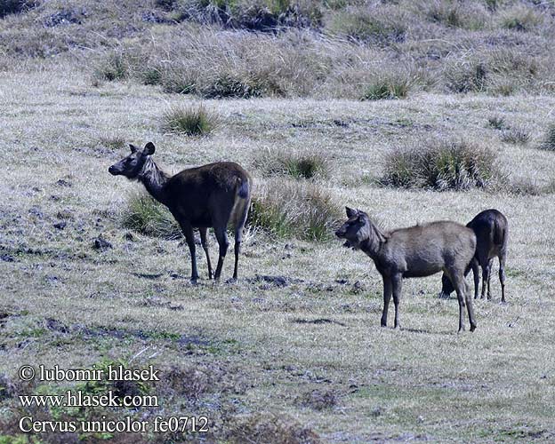 Cervus unicolor fe0712