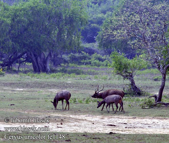 Cervus unicolor fe1148