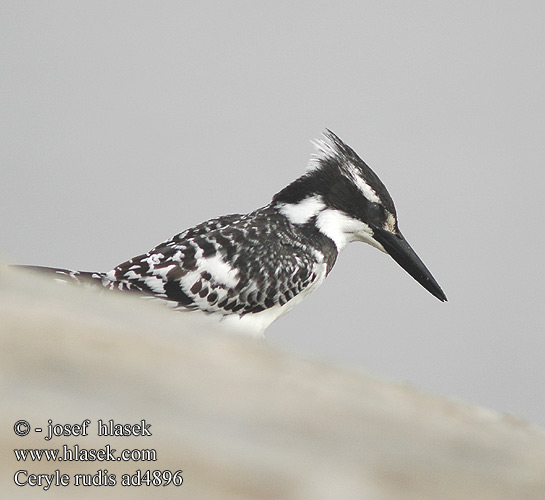 Ceryle rudis Pied Kingfisher Gråfisker Kirjokalastaja