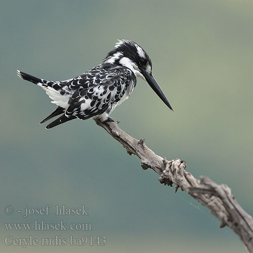 פרפור עקד Meenkotti Ceryle rudis Pied Kingfisher