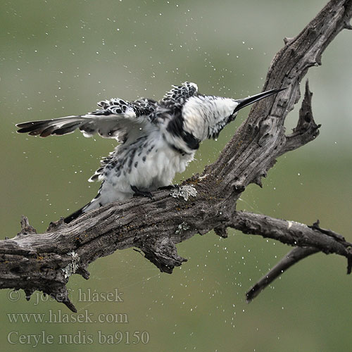 Pied Kingfisher Gråfisker Kirjokalastaja Martin-pêcheur pie