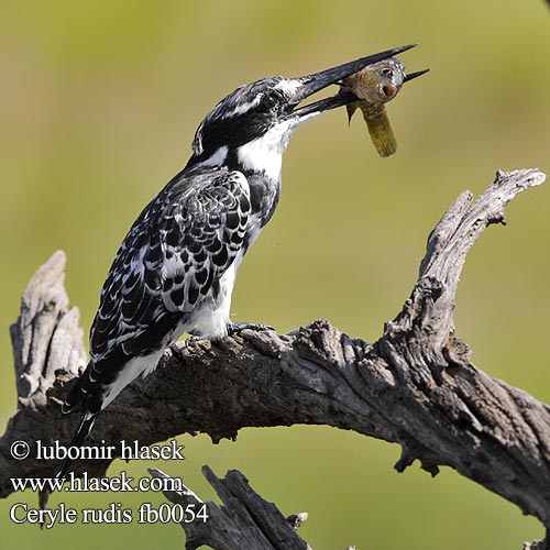 Meenkotti Ceryle rudis Pied Kingfisher Gråfisker Kirjokalastaja