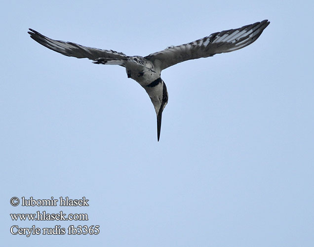 Ceryle rudis Pied Kingfisher Gråfisker Kirjokalastaja Martin-pêcheur pie