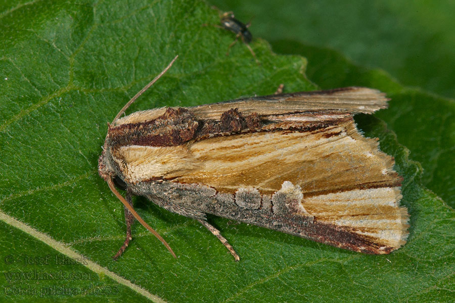 Cetola pulchra