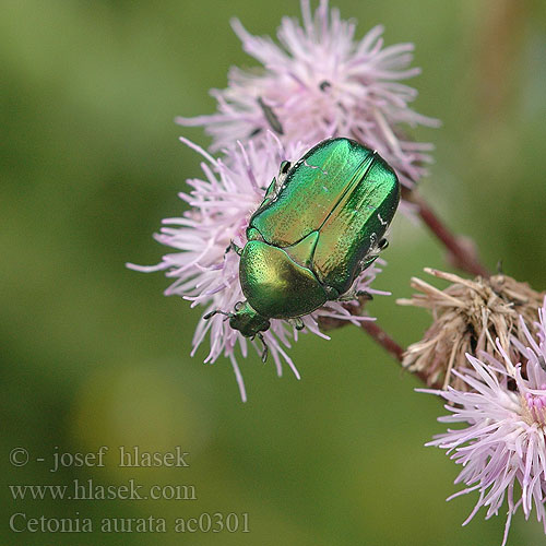 Cetonia aurata ac0301