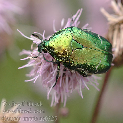 Cetonia aurata ac0325