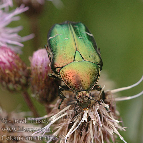 Cetonia aurata ac0362