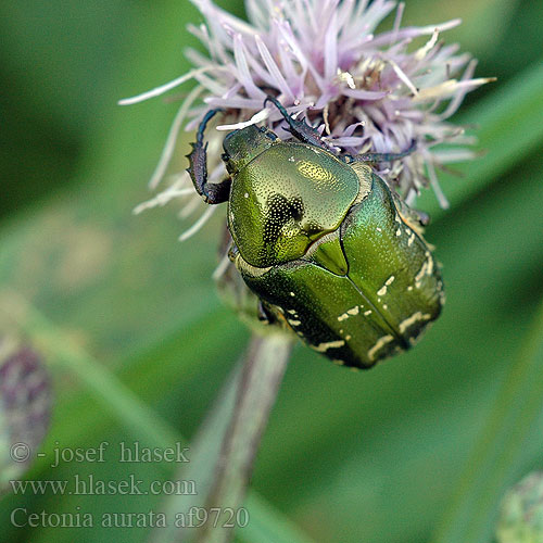 Cetonia aurata af9720