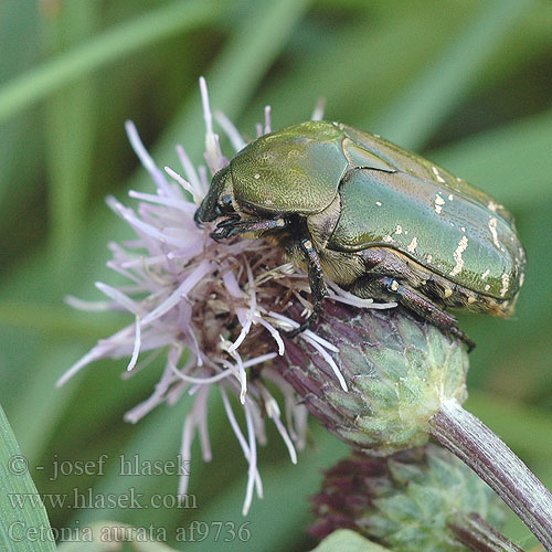 Cetonia aurata af9736