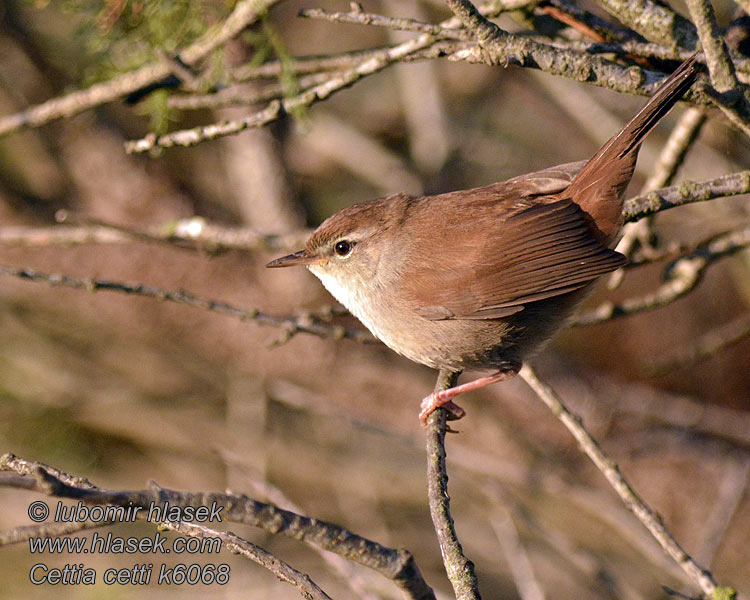 Cettisanger Cettissanger Seidensänger Cetti's Bush Warbler