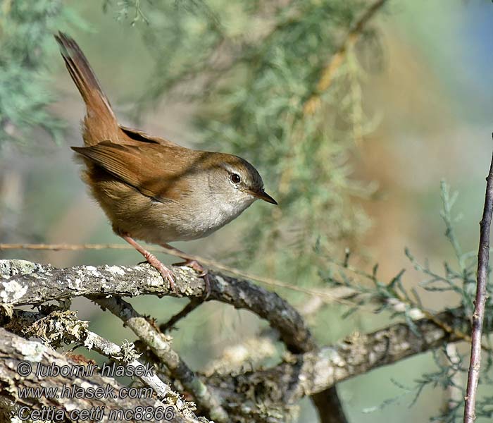 ヨアロッパウグイス Cettia cetti