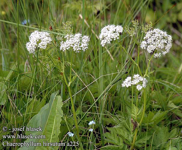 Chaerophyllum hirsutum Karvakirveli Chérophylle Cerfeuil hérissé