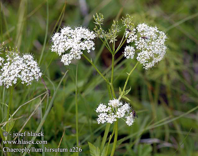 Szrs baraboly Kerbel Berg Bergkerbel Gebirgsklberkropf Klberkropf Gebirgs