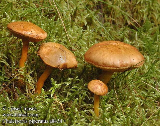 Chalciporus piperatus UK: Peppery Bolete DK: Peberrorhat FI: äikätatti FR: bolet poivré NL: Peperboleet HU: Bat Borsos tinorú DE: Pfefferröhrling PL: maślaczek pieprzowy SK: Meďovec korenistý CZ: Hřib peprný SE: Pepparsopp SYN: Boletus Ixocomus Suillus Xerocomus NO: Pepperrorsopp