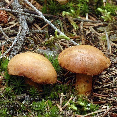 Chalciporus piperatus am0612