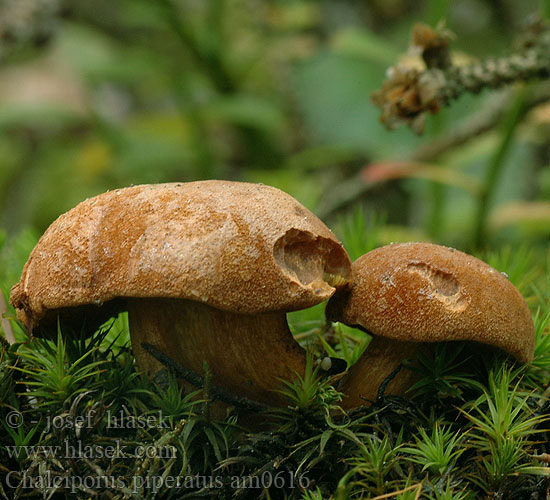 Hřib peprný Pepparsopp Pepperrørsopp Перечный гриб Pekoči bakrenopor Paprenjak コショウイグチ Papreni vrganj Chalciporus piperatus Boletus Ixocomus Suillus Xerocomus Peppery Bolete Peberrørhat Aikätatti Bolet poivré Peperboleet Bat Borsos tinorú Pfefferröhrling Maślaczek pieprzowy Meďovec korenistý