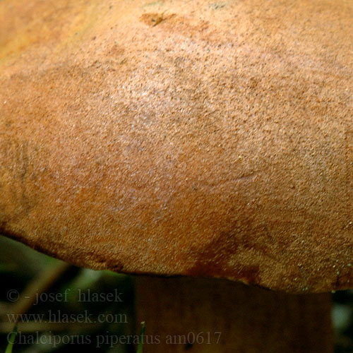 Перечный гриб Pekoči bakrenopor Paprenjak コショウイグチ Papreni vrganj Chalciporus piperatus Boletus Ixocomus Suillus Xerocomus Peppery Bolete Peberrørhat Aikätatti Bolet poivré Peperboleet Bat Borsos tinorú Pfefferröhrling Maślaczek pieprzowy Meďovec korenistý Hřib peprný Pepparsopp Pepperrørsopp