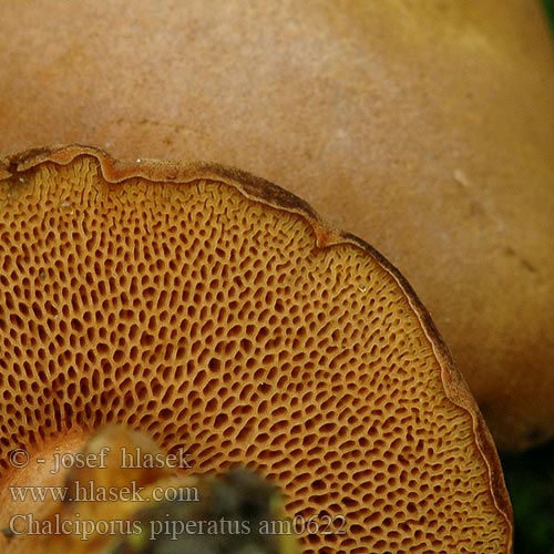 コショウイグチ Papreni vrganj Chalciporus piperatus Boletus Ixocomus Suillus Xerocomus Peppery Bolete Peberrørhat Aikätatti Bolet poivré Peperboleet Bat Borsos tinorú Pfefferröhrling Maślaczek pieprzowy Meďovec korenistý Hřib peprný Pepparsopp Pepperrørsopp Перечный гриб Pekoči bakrenopor Paprenjak