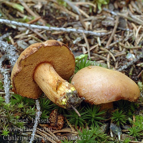 Chalciporus piperatus am0627