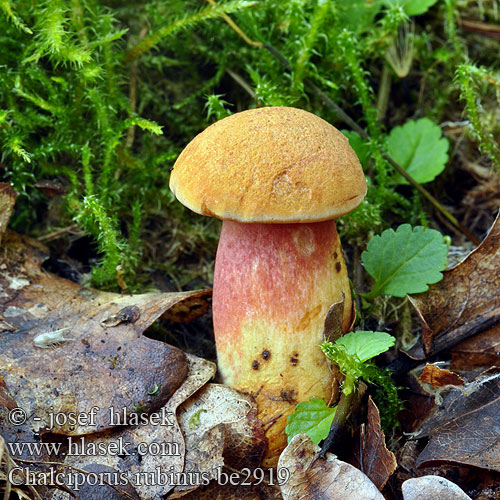 Chalciporus rubinus Rubinoboletus Suillus Xerocomus