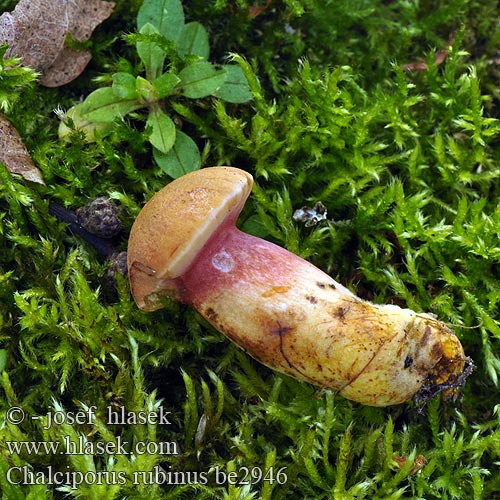Meďovec rubínový Rubinasti bakrenopor Kurzsporiger Röhrling