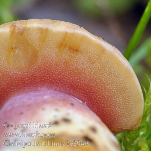 Mild pepperrørsopp Maślaczek rubinowy Chalciporus rubinus