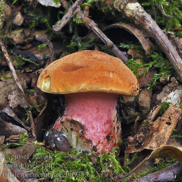 Chalciporus rubinus Hřib rubínový Suchohřib Bolet rubis