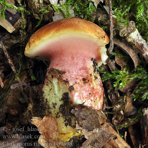 Chalciporus rubinus Хальципорус рубиновый Meďovec rubínový