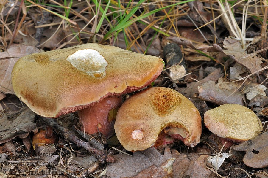 Bolet rubis Chalciporus rubinus